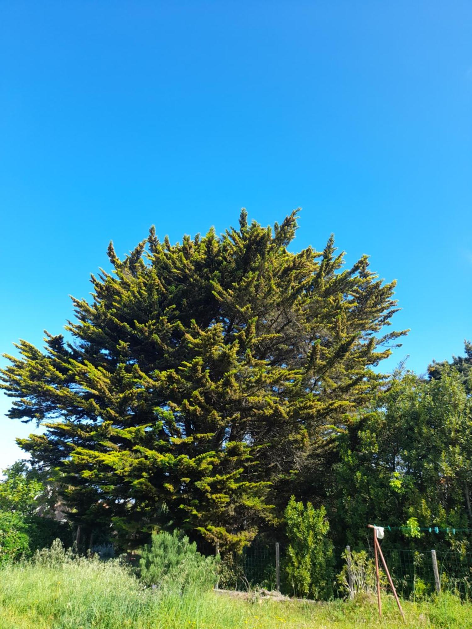 Le Stud' A Saint Pierre D'Oleron ! Lägenhet Rum bild